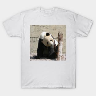 Panda 001 T-Shirt